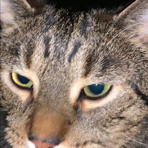 tboneskrilla